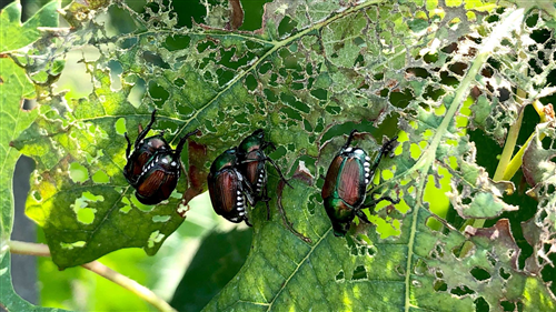 Popillia japonica - Piano di azione 2023